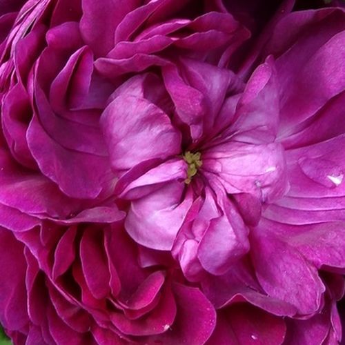 Pépinière rosier - Rosa Capitaine John Ingram - violet - rosiers historiques mousse - parfum intense - Jean Laffay - Un arbuste buissonnant aux fleurs coloris mauves et des boutons qui sont légèrement recouverts d’une mousse rouge.